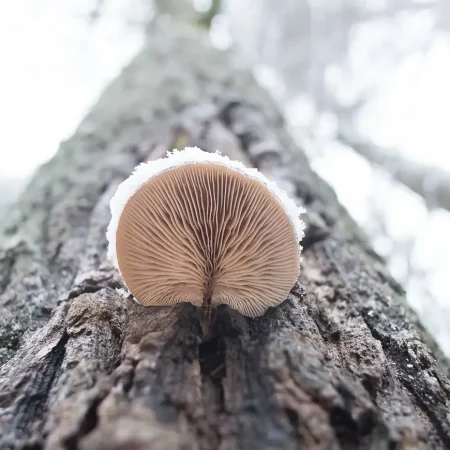 Baum_Pilz-1